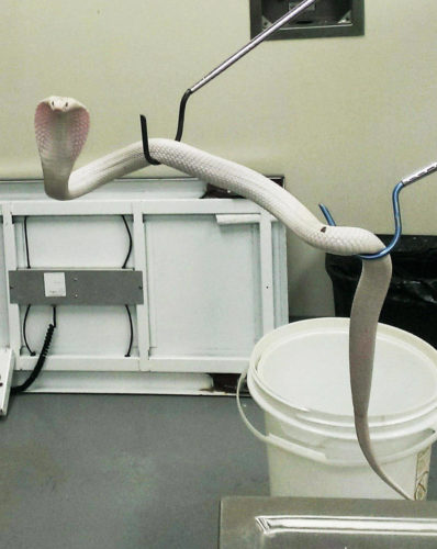 Doktor Snake