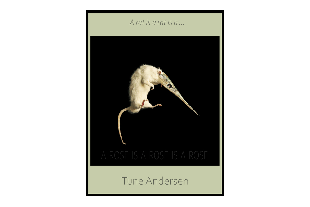 A rat is a rat is a .. (Ode to Gertrude Stein) - Bemalet/tatoveret fotografi